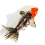 ショッピング金魚 （国産金魚）一点物　銀鱗琉金　吉野養魚場産　１０ｃｍ±（１匹）　北海道・九州航空便要保温