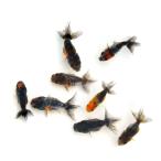 （国産金魚）五色江戸錦（３匹）