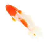（国産金魚）一点物　更紗和金　三ツ尾　１０ｃｍ±（１匹）