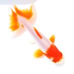 ショッピング金魚 （国産金魚）一点物　更紗和金　三ツ尾　１１ｃｍ±（１匹）