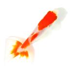 （国産金魚）一点物　更紗和金　三ツ尾　１１ｃｍ±（１匹）