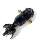 ショッピング金魚 （国産金魚）一点物　五色江戸錦　志村養魚場産　１３ｃｍ±（１匹）