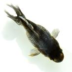 ショッピング金魚 （国産金魚）一点物　五色江戸地金　志村養魚場産　９ｃｍ±（１匹）