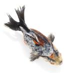 （国産金魚）一点物　江戸地金　１０ｃｍ±　志村養魚場産（１匹）