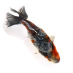 ショッピング金魚 （国産金魚）一点物　五色江戸地金　１０ｃｍ±　志村養魚場産（１匹）