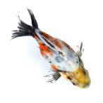 ショッピング金魚 （国産金魚）一点物　江戸地金　９ｃｍ±　志村養魚場産（１匹）