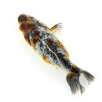 ショッピング金魚 （国産金魚）一点物　五色江戸地金　９ｃｍ±　志村養魚場産（１匹）