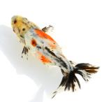 ショッピング金魚 （国産金魚）一点物　江戸地金　９ｃｍ±　志村養魚場産（１匹）