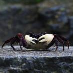 ( креветка * краб ) cerulean blue Club (1 шт )