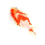 （国産金魚）一点物　オランダ獅子頭　ショートテール　８ｃｍ±（１匹）