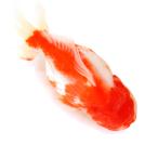 （国産金魚）一点物　更紗オランダ獅子頭　ショートテール　１４ｃｍ±（１匹）