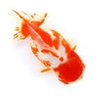 （国産金魚）一点物　更紗オランダ獅子頭　ショートテール　１５ｃｍ±（１匹）