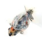 ショッピング金魚 （国産金魚）一点物　ダルマ琉金　ショートテール　１３ｃｍ±（１匹）