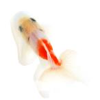 （国産金魚）一点物　桜東錦　１１ｃｍ±（１匹）