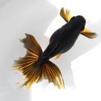 （国産金魚）一点物　オランダ獅子頭　薩摩産　２０ｃｍ±（１匹）