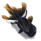 ショッピング金魚 （国産金魚）一点物　黒オランダ獅子頭　薩摩産　１７ｃｍ±（１匹）