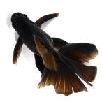 （国産金魚）一点物　オランダ獅子頭　薩摩産　１７ｃｍ±（１匹）