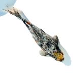 （国産金魚）一点物　銀鱗三色和金　フナ尾　荻野養魚場　２３ｃｍ±（１匹）