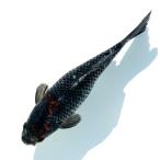 ショッピング金魚 （国産金魚）一点物　銀鱗三色和金　フナ尾　荻野養魚場　２３ｃｍ±（１匹）