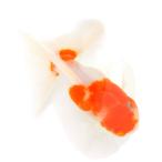 ショッピング金魚 （国産金魚）一点物　桜東錦　志村養魚場　１０ｃｍ±（１匹）