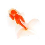 ショッピング金魚 （国産金魚）一点物　桜東錦　志村養魚場　ヒレ癖有　１０ｃｍ±（１匹）