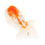 ショッピング金魚 （国産金魚）一点物　桜東錦　志村養魚場　１０ｃｍ±（１匹）
