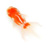 ショッピング金魚 （国産金魚）一点物　桜東錦　志村養魚場　１０ｃｍ±（１匹）