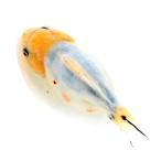 ショッピング金魚 （国産金魚）一点物　オランダ獅子頭　ショートテール　薩摩産　１０ｃｍ±（１匹）