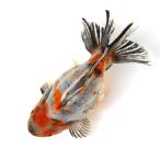 ショッピング金魚 （金魚）一点物　オランダ獅子頭　ショートテール（中国産）約１９ｃｍ（１匹）