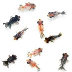 （金魚）出目金ショートテール　変わり柄（外国産）（３匹）
