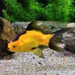 ショッピング金魚 （国産金魚）ハロウィン金魚（１匹）