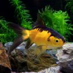 ショッピング金魚 （国産金魚）ドラゴンスケールハロウィン金魚（１匹）