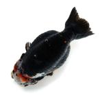 ショッピング金魚 （金魚）一点物　トリカラーらんちゅう　１５ｃｍ±（外国産）（１匹）　北海道・九州航空便要保温