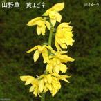 ( луговые и горные травы ) креветка ne( море . корень ) желтый креветка ne( желтый море . корень ) 3.5 номер (3 pot комплект )(.. состояние )