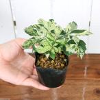 （観葉植物）パーセノシッサス　斑入りアメリカヅタ　２．５号（１ポット）（休眠状態）