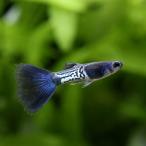 ( тропическая рыба ) metal Sune -ks gold голубой tail Guppy ( местного производства Guppy )(1 пара ) Hokkaido авиапочта необходимо теплоизоляция 