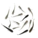 ショッピングメダカ （めだか）無選別　フェザーライトメダカ色ミックス　稚魚（１０匹）