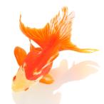 ショッピングさらさ （国産金魚）一点物　更紗琉金　１３ｃｍ±　高澤養魚場産（１匹）　北海道・九州航空便要保温