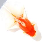 ショッピング金魚 （国産金魚）一点物　更紗琉金　１８ｃｍ±　高澤養魚場産（１匹）　北海道・九州航空便要保温