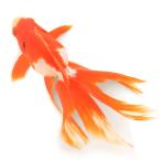 （国産金魚）一点物　更紗琉金　１７ｃｍ±　高澤養魚場産（１匹）