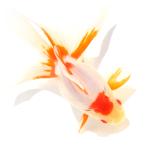 ( местного производства золотая рыбка ) один пункт предмет .. Ryuukin 15cm± высота .. рыба место производство (1 шт ) Hokkaido * Kyushu авиапочта необходимо теплоизоляция 