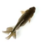 ( местного производства золотая рыбка ) один пункт предмет Edo металлы 12cm±... рыба место производство (1 шт )