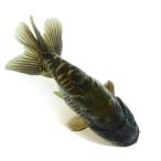 （国産金魚）一点物　ドラゴンスケールらんちゅう　吉野養魚場　１５ｃｍ±（１匹）