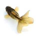 （国産金魚）一点物　ドラゴンスケール琉金　吉野養魚場　１２ｃｍ±（１匹）