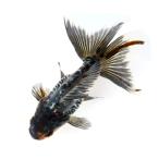 （国産金魚）一点物　ドラゴンスケール五色琉金　吉野養魚場　１３ｃｍ±（１匹）