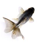 （国産金魚）一点物　琉金　変わり柄　吉野養魚場　１０ｃｍ±（１匹）　北海道・九州航空便要保温