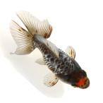 （国産金魚）一点物　ドラゴンスケール琉金　変わり柄　吉野養魚場　１０ｃｍ±（１匹）　北海道・九州航空便要保温