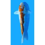 （錦鯉）一点物　銀鱗落ち葉しぐれ　新潟県産　３０ｃｍ±（１匹）