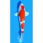 （錦鯉）一点物　銀鱗紅白　３５ｃｍ±（１匹）