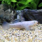 ( тропическая рыба )go type tametomo - ze(1 шт ) Hokkaido * Kyushu авиапочта необходимо теплоизоляция 